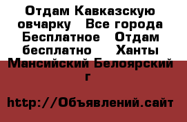 Отдам Кавказскую овчарку - Все города Бесплатное » Отдам бесплатно   . Ханты-Мансийский,Белоярский г.